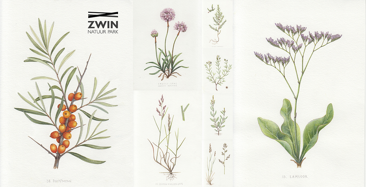 Illustration. Technical Illustration, Scientific Illustration. 
